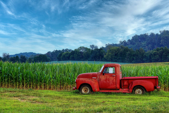 Red Pick-Up-Truck in a Corn Field by Ann Allison Cote>