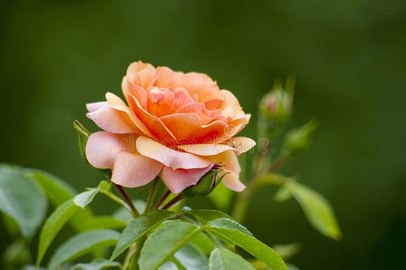 Orange Rose by Phil Savage